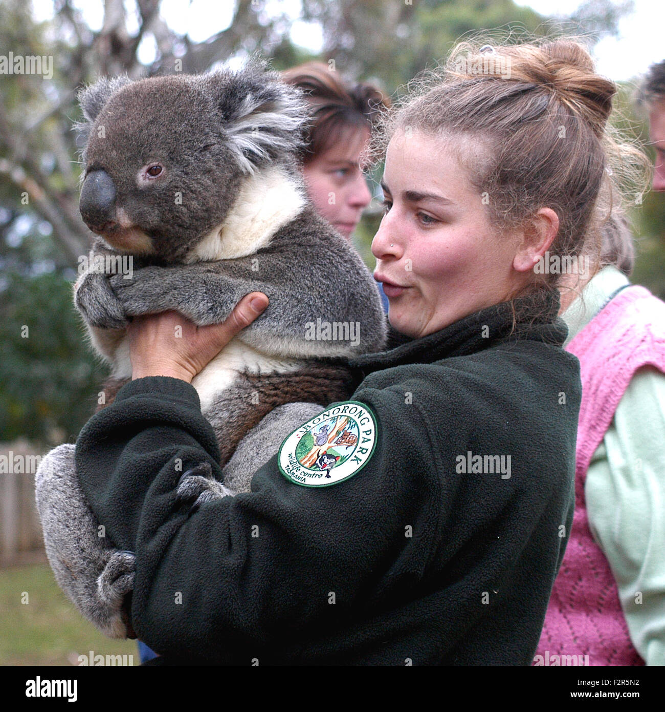 Young ranger holding a koala, wildlife park in Tasmania, Australia