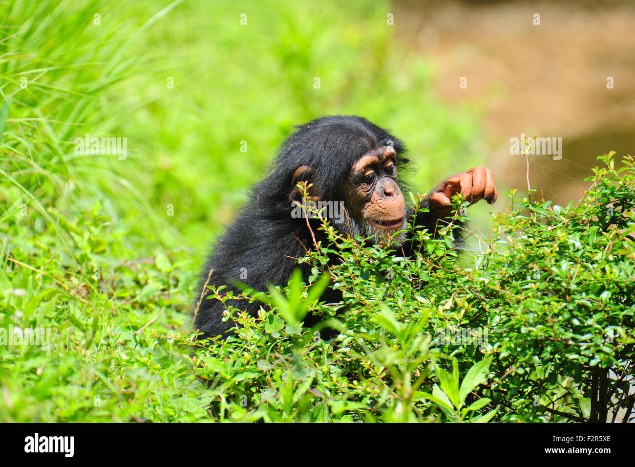 Chimpanzee nest hi-res stock photography and images - Alamy