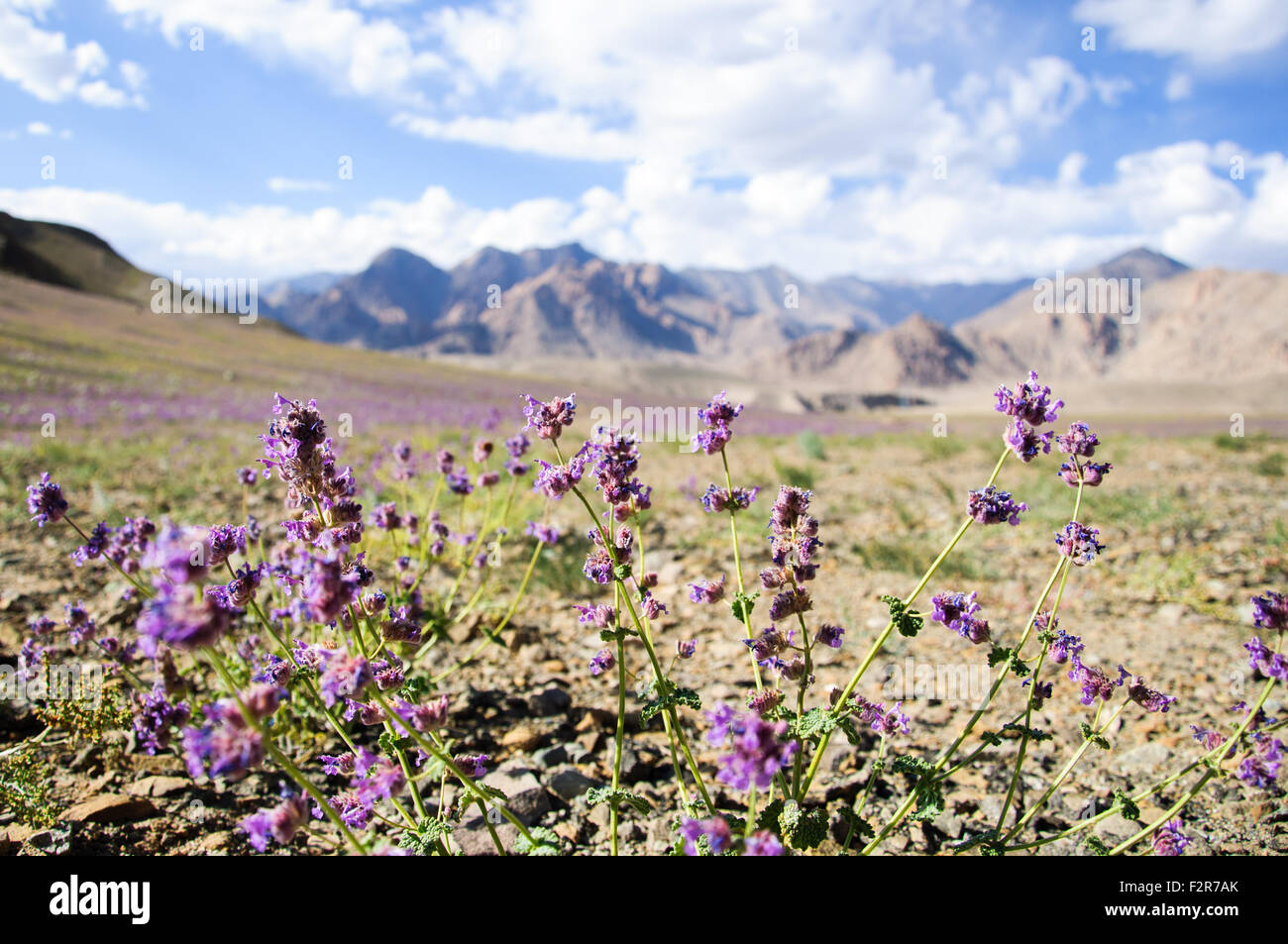 Range of flowers hi-res stock photography and images - Alamy