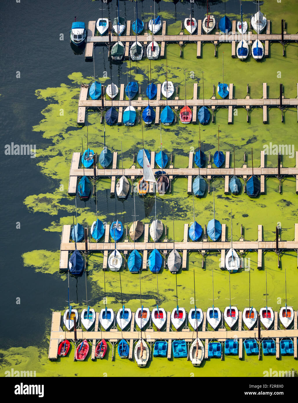 Jetty for sailboats, waterweed (Elodea), Kemnader Reservoir, Bochum, Ruhr district, North Rhine-Westphalia, Germany Stock Photo