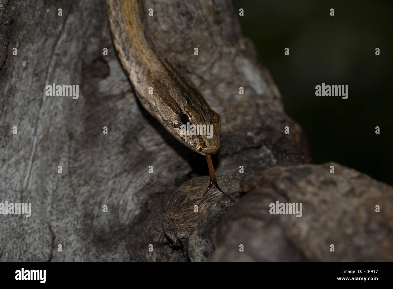 Common Big-eyed Snake (Mimophis mahfalensis), Isalo National Park, Madagascar Stock Photo