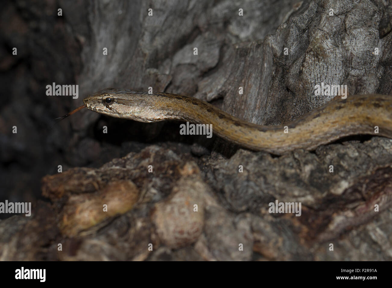 Common Big-eyed Snake (Mimophis mahfalensis), Isalo National Park, Madagascar Stock Photo