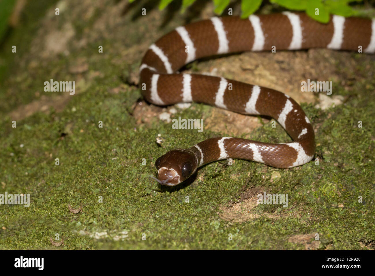 Snake (Parastenophis betsileanus) in the rainforest of Marojejy National Park, Madagascar Stock Photo