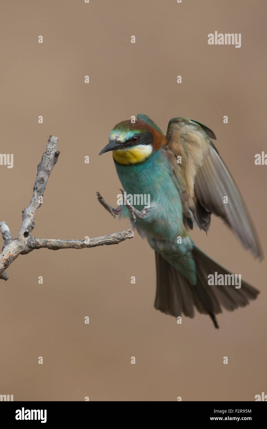 European Bee-eater in flight Stock Photo