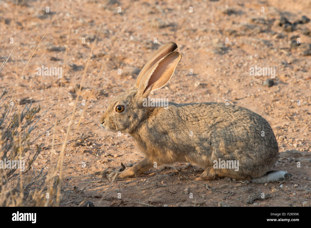 Cape hare (Lepus capensis), Kalahari Desert, Namibia Stock Photo