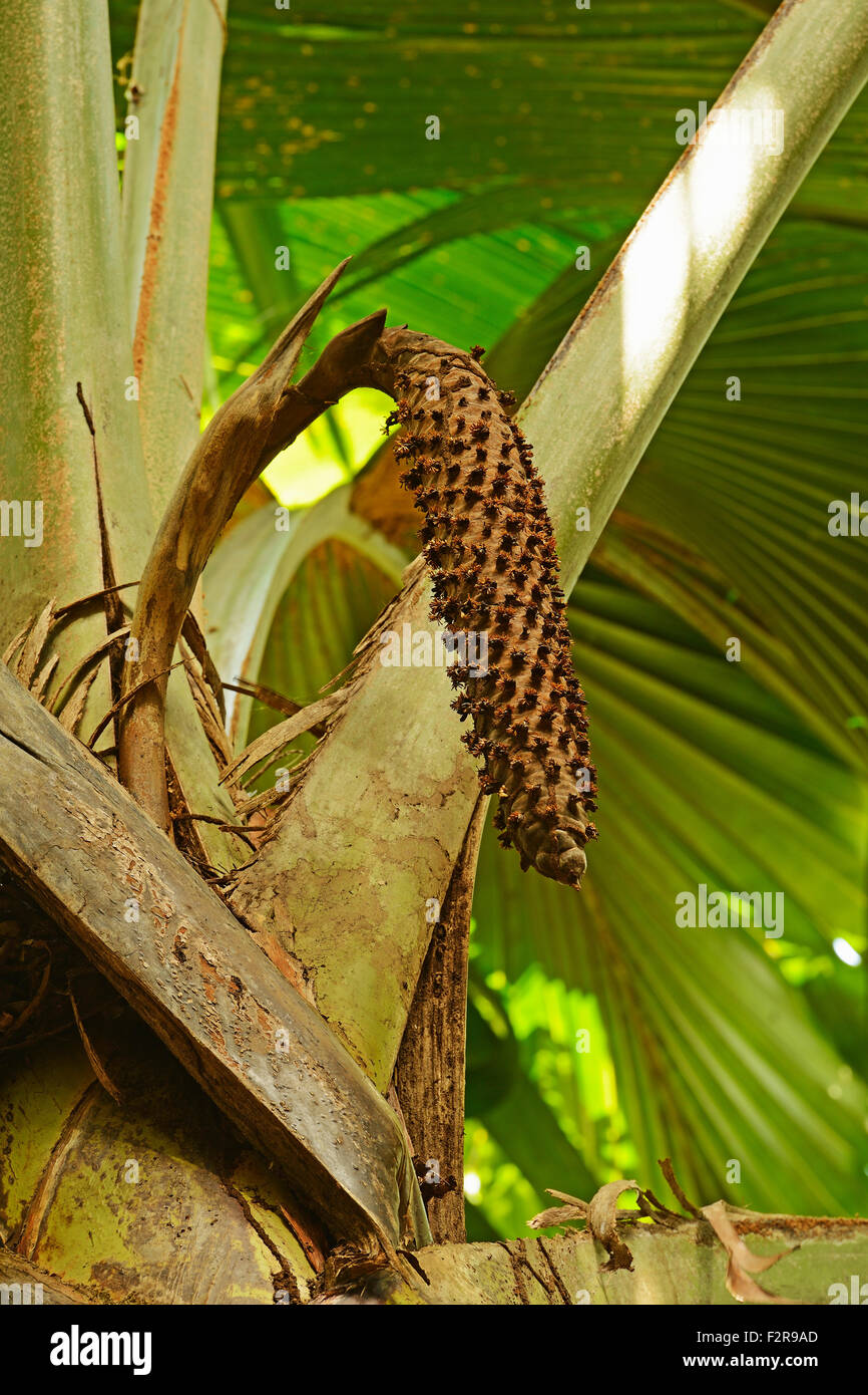 Coco de mer (Lodoicea maldivica) seed pod, Vallee de Mai National Park ...
