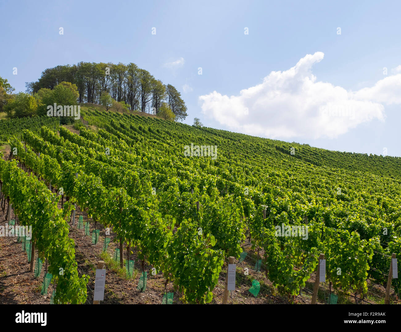 Vineyard on Schlossberg, Castell, Mainfranken, Lower Franconia, Franconia, Bavaria, Germany Stock Photo
