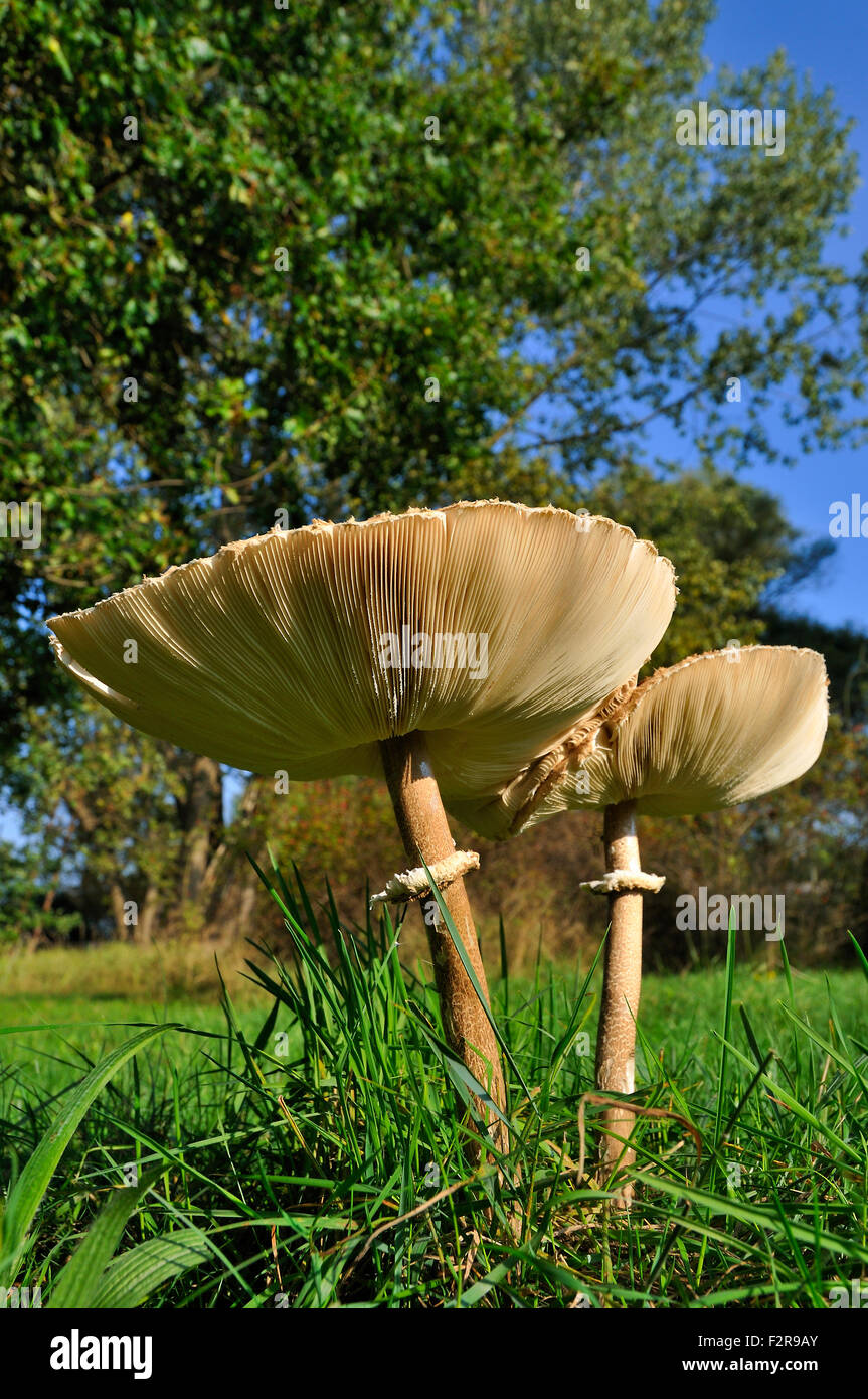 Fully Grown High Resolution Stock Photography and Images - Alamy