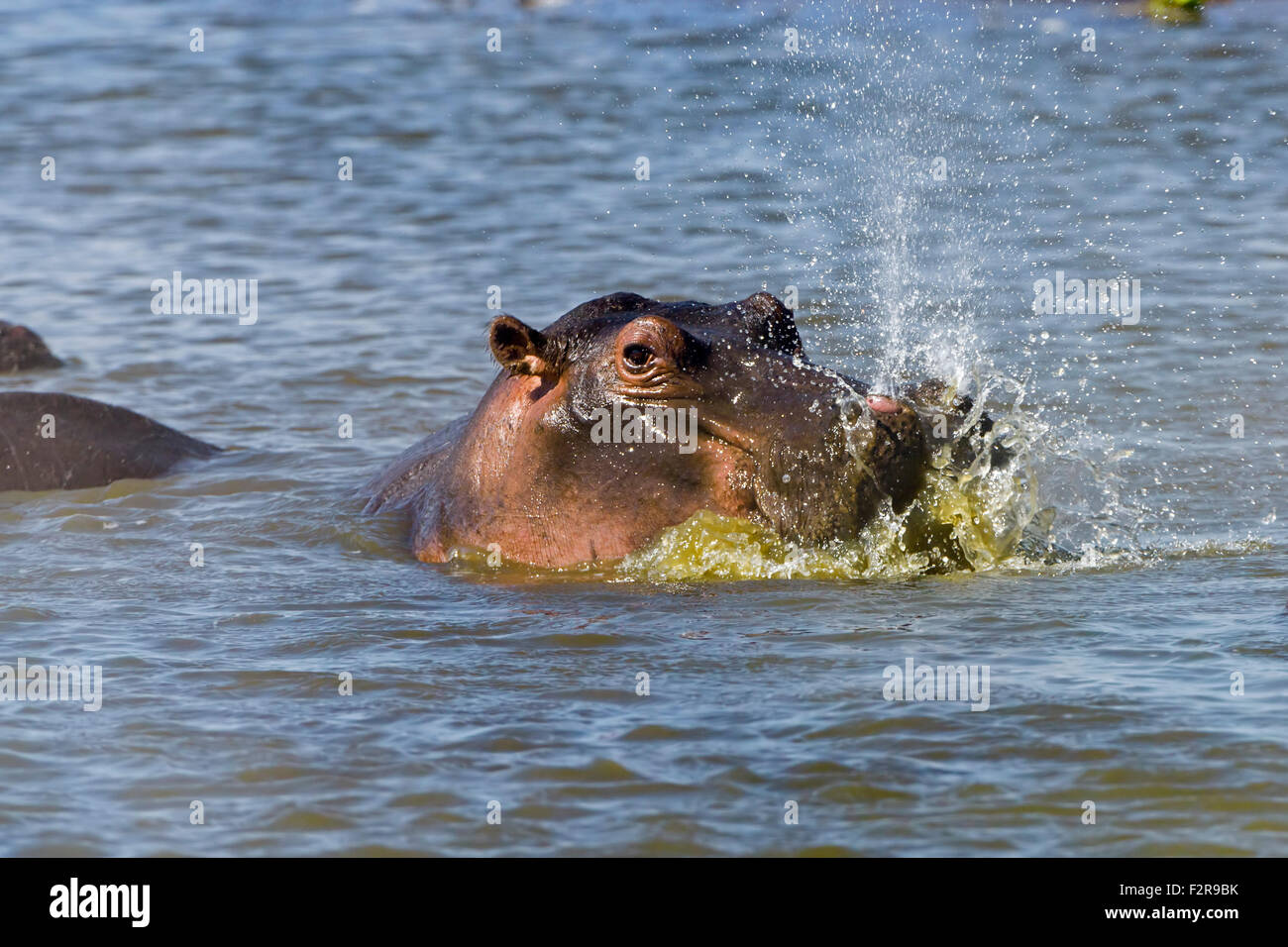 Hippo (Hippopotamus amphibious), blowing out water whilst emerging from the surface, Maasai Mara National Reserve, Narok County Stock Photo
