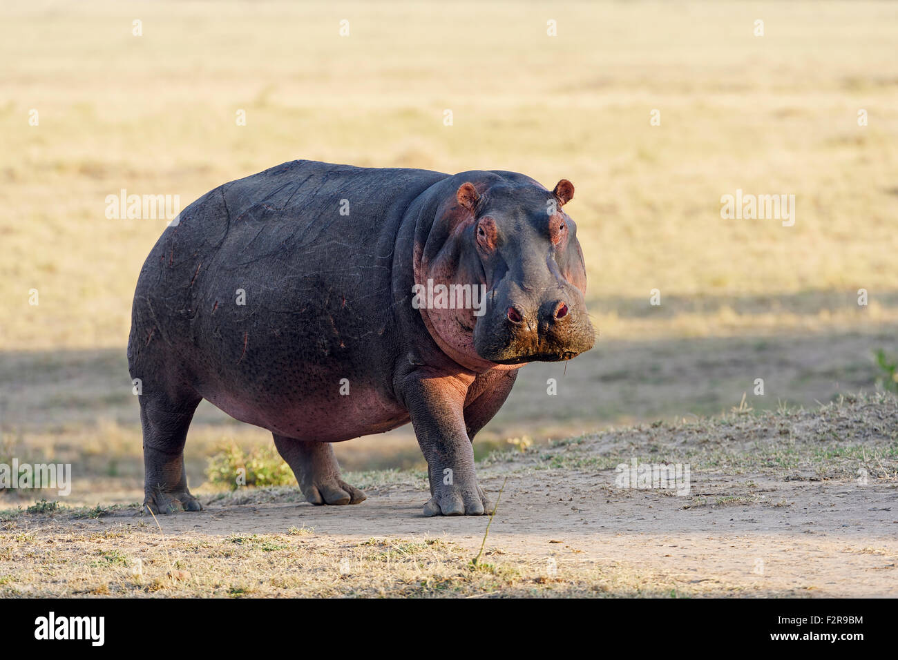 Hippo (Hippopotamus amphibious), in the morning light, Amboseli, Kenya Stock Photo
