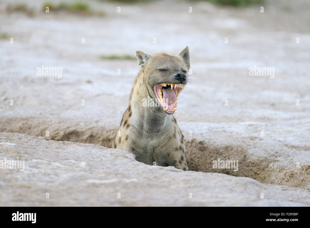 Yawning spotted hyena (Crocuta crocuta) at its burrow, Amboseli, Kenya Stock Photo