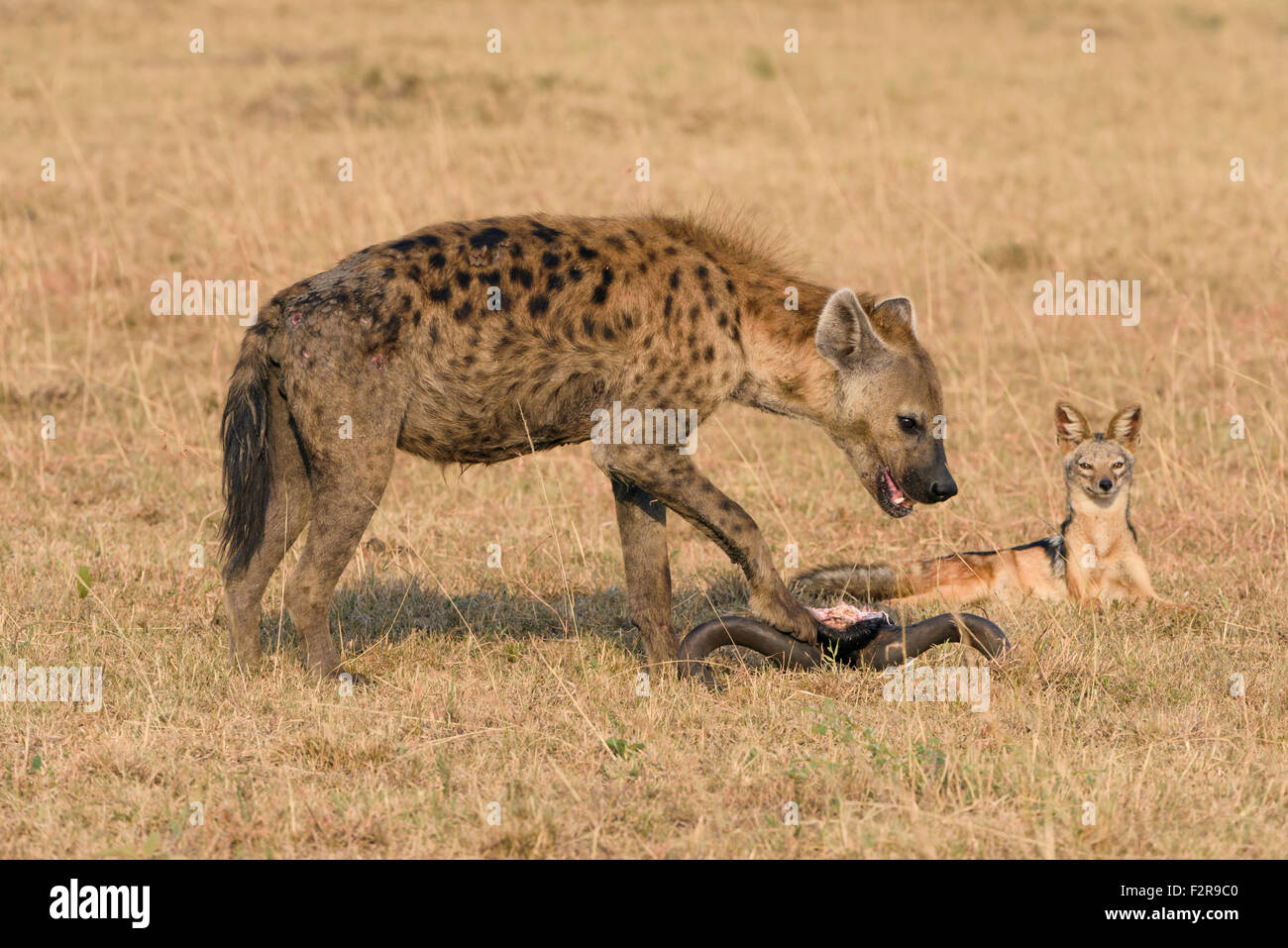 Hungry jackal (Canis mesomelas) watching a spotted hyena (Crocuta crocuta) at a carcass, Maasai Mara National Reserve Stock Photo