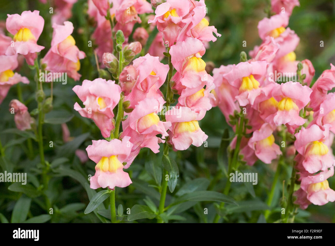 Pink Antirrhinum majus. Common Snapdragon in a flower border. Stock Photo