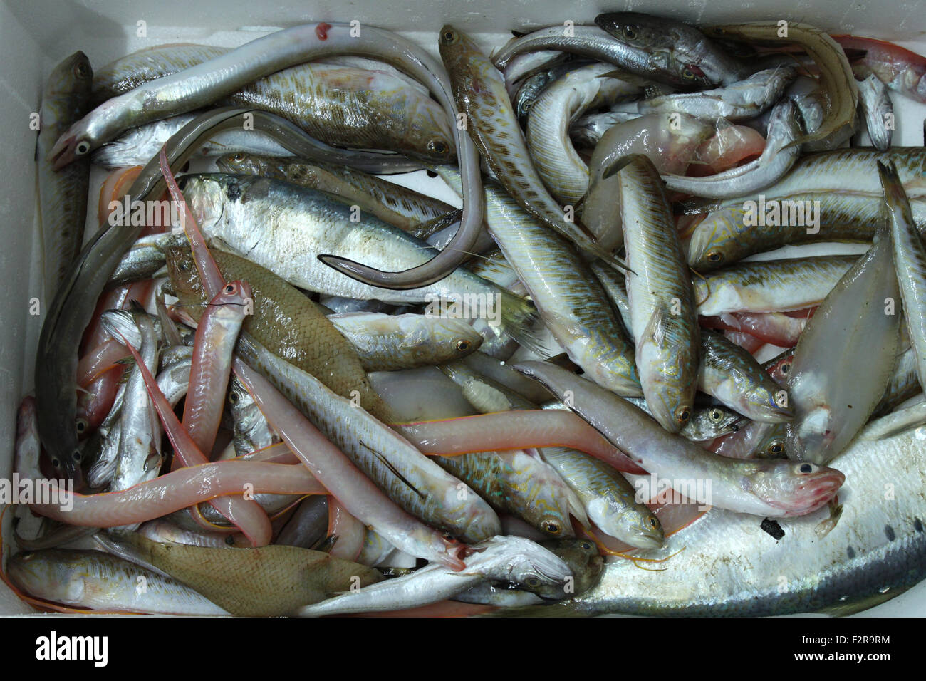 Fish market: fish mix in a box Stock Photo - Alamy