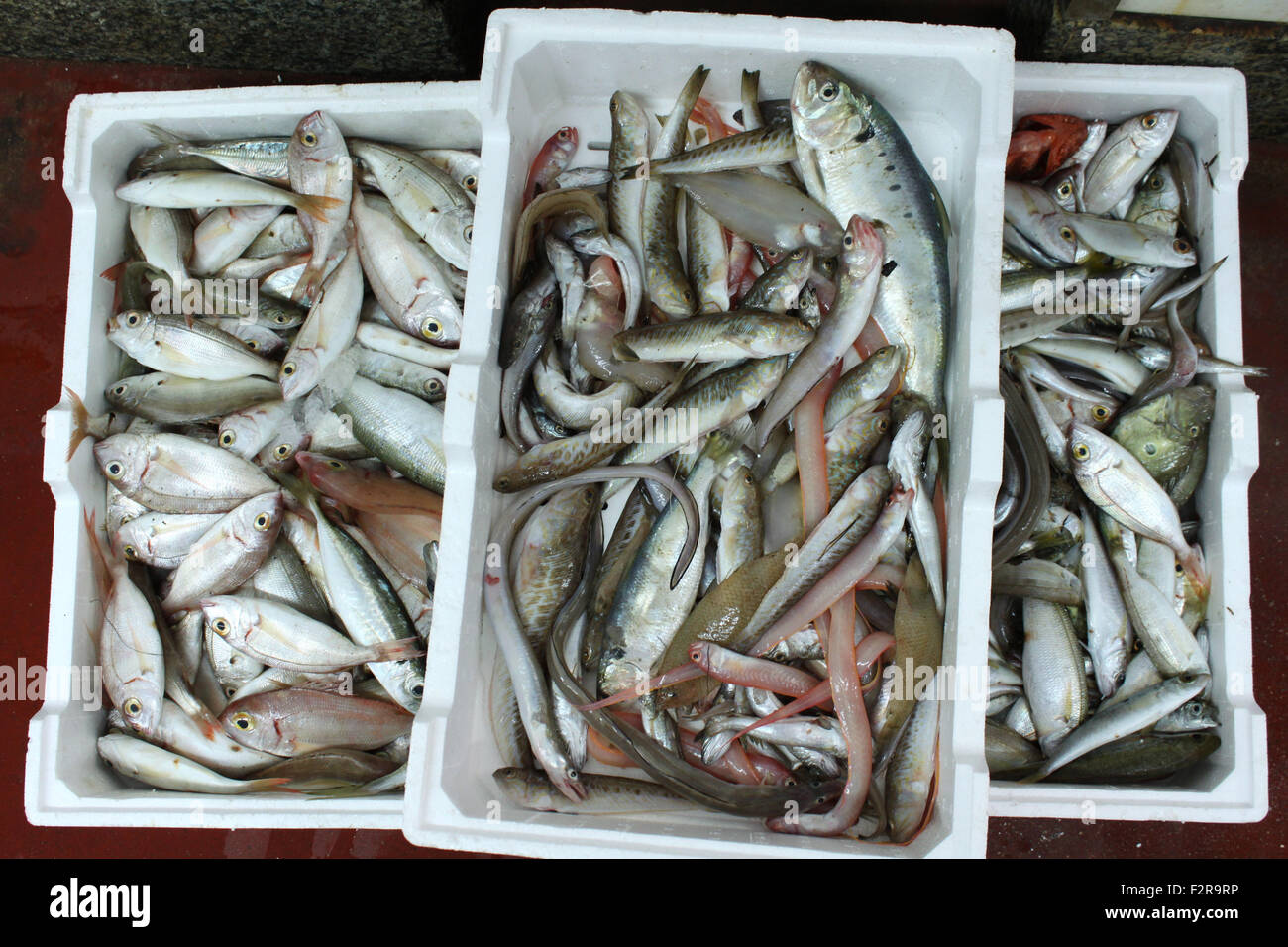 Fish market: fish mix in a box Stock Photo - Alamy