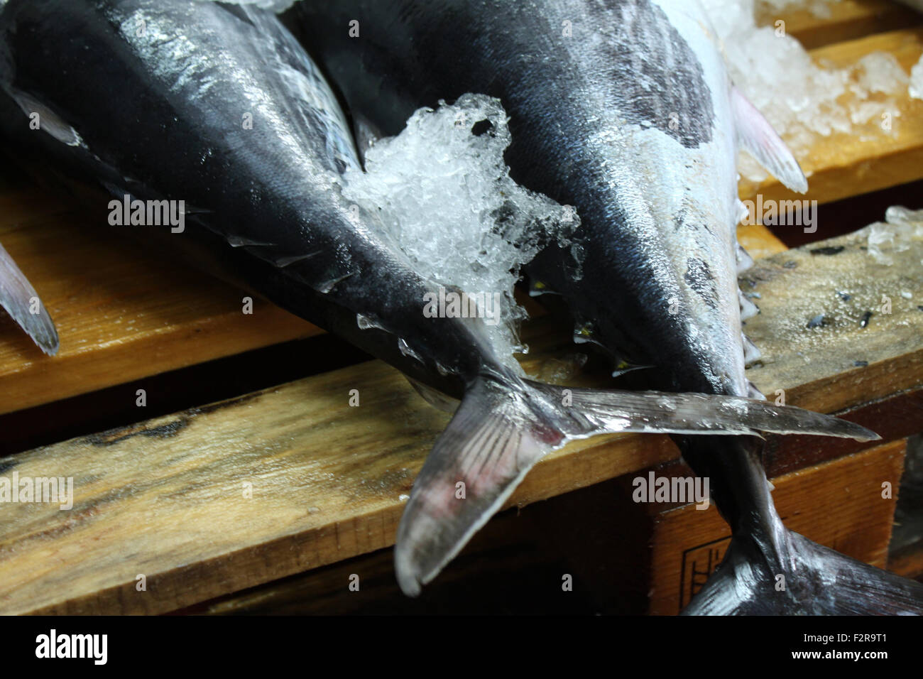 Fish market tuna details hires stock photography and images Alamy