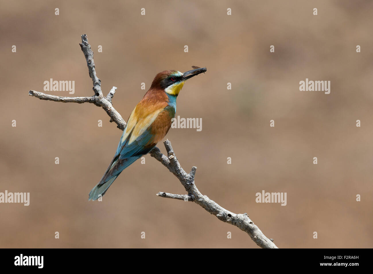 European Bee-eater with insect prey Stock Photo