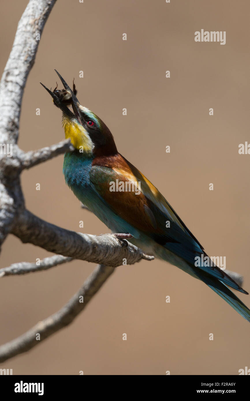 European Bee-eater tossing its prey Stock Photo