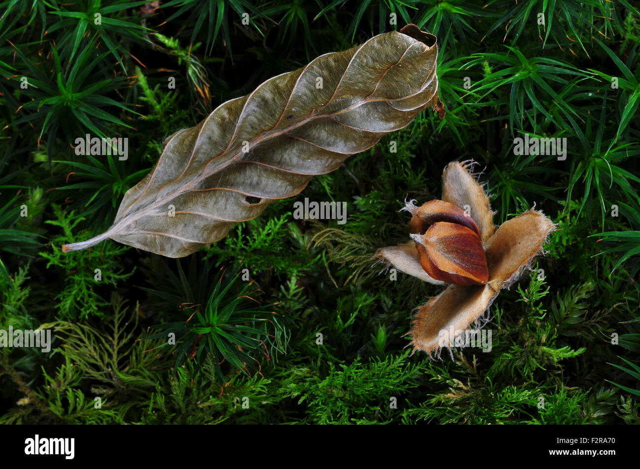 Beech nuts and leaf UK Stock Photo