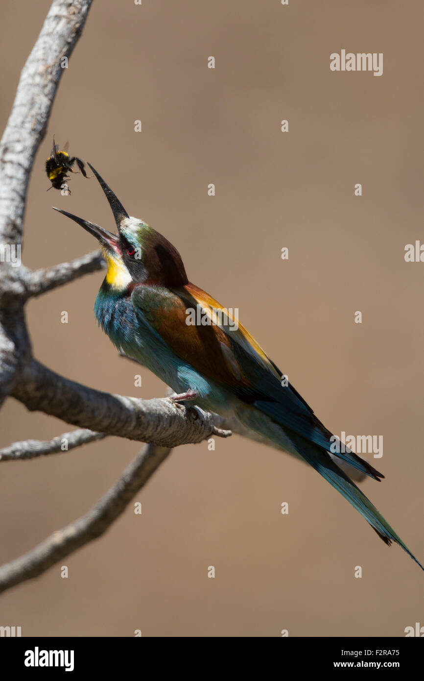 European Bee-eater tossing its prey Stock Photo
