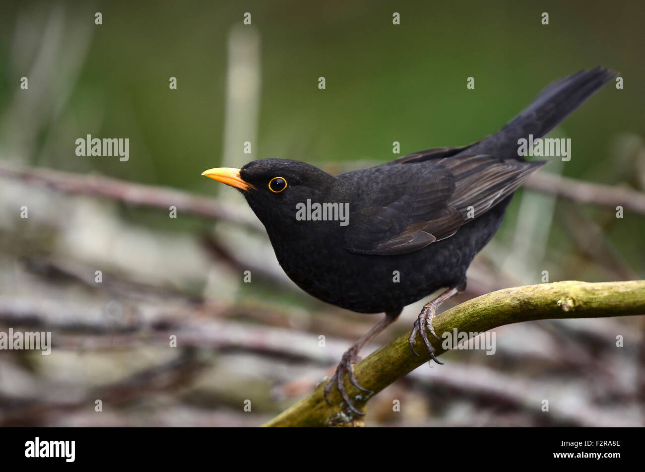 blackbird turdus merula Stock Photo