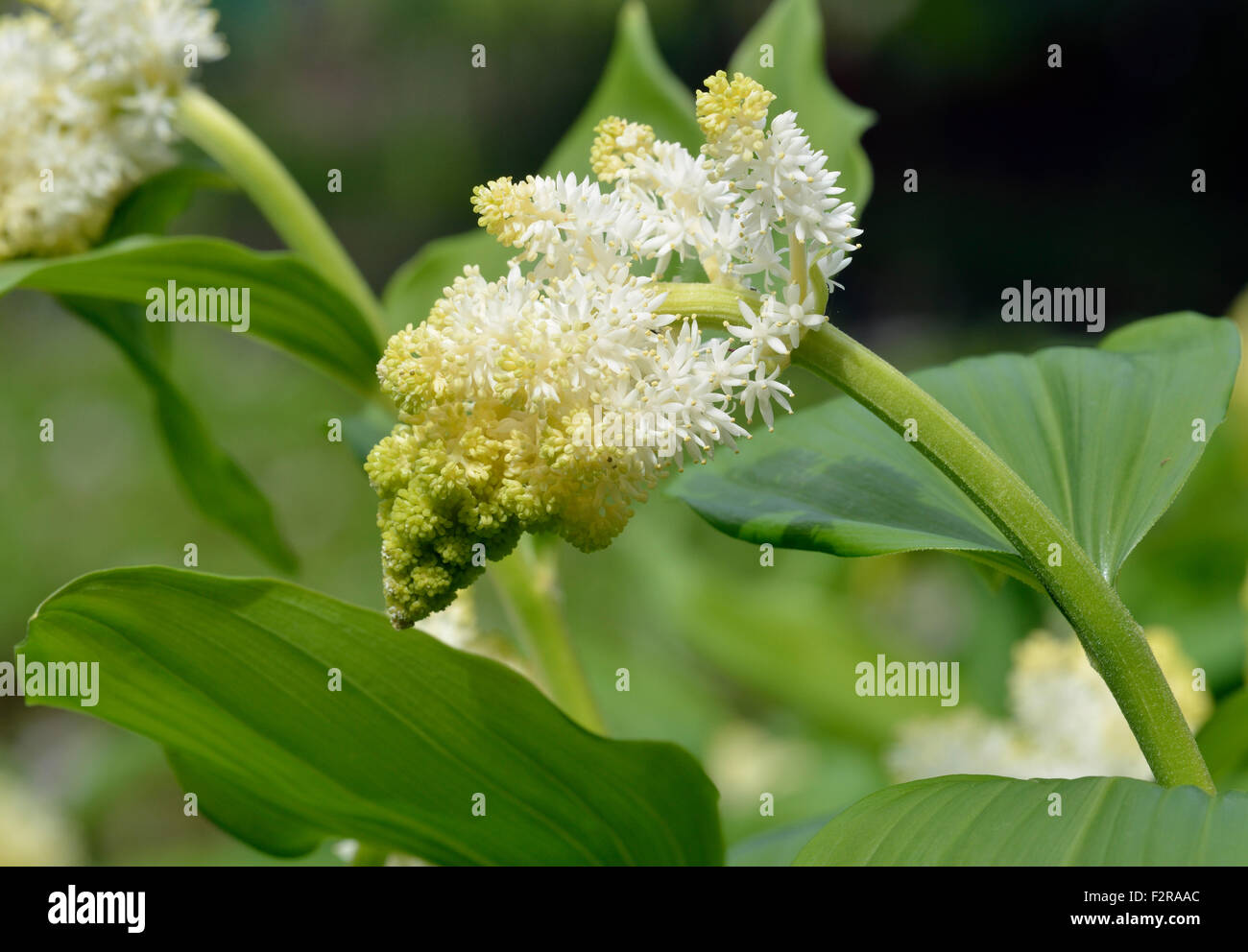 False Solomon's Seal - Maianthemum racemosum Native of North American Woodlands Stock Photo