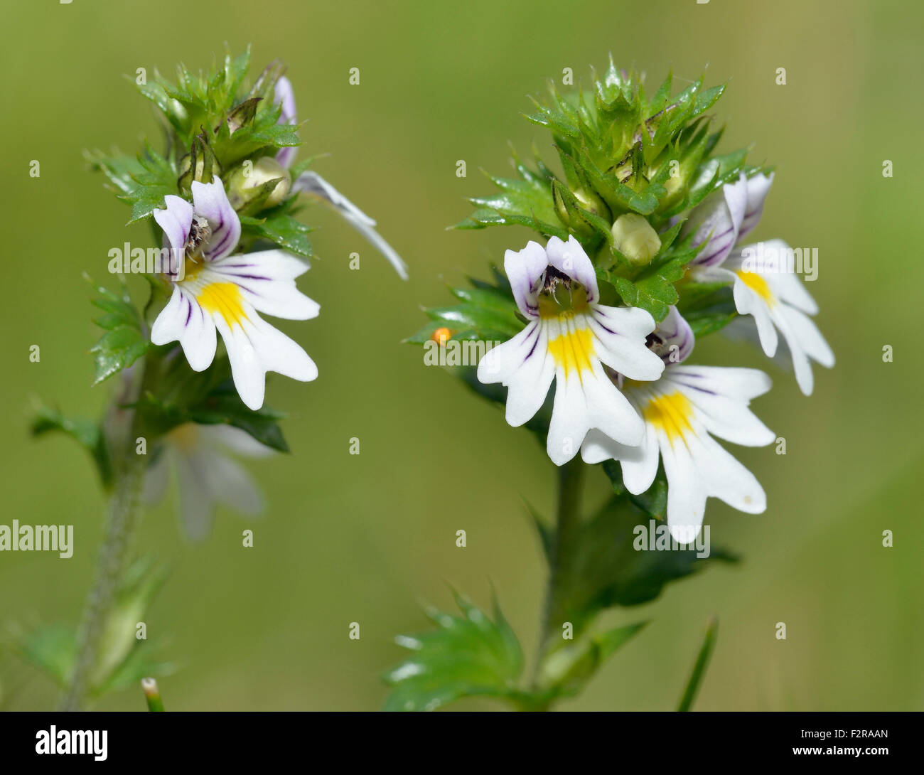 Common Eyebright - Euphrasia nemorosa Small Grassland wild flower Stock Photo