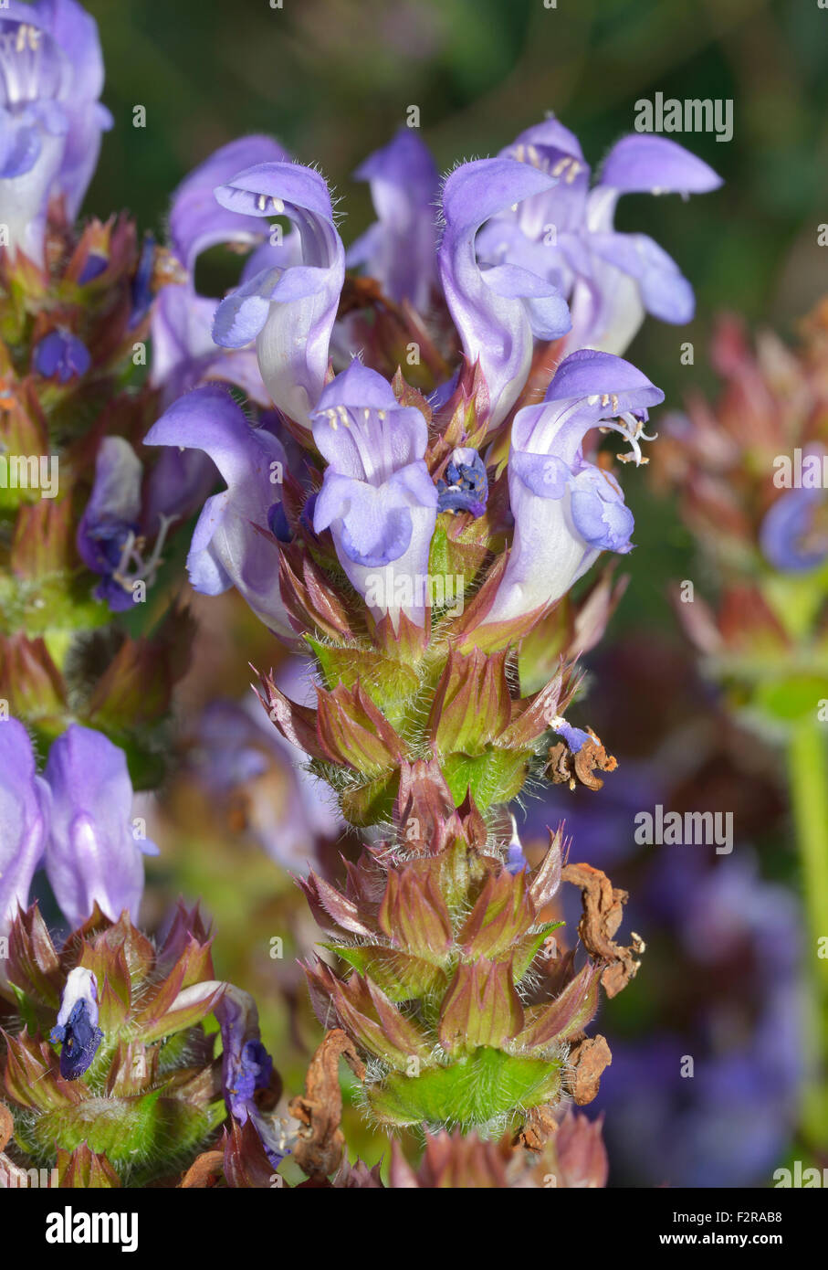 Large Selfheal - Prunella grandiflora Blue Mediterranean Flower Stock Photo