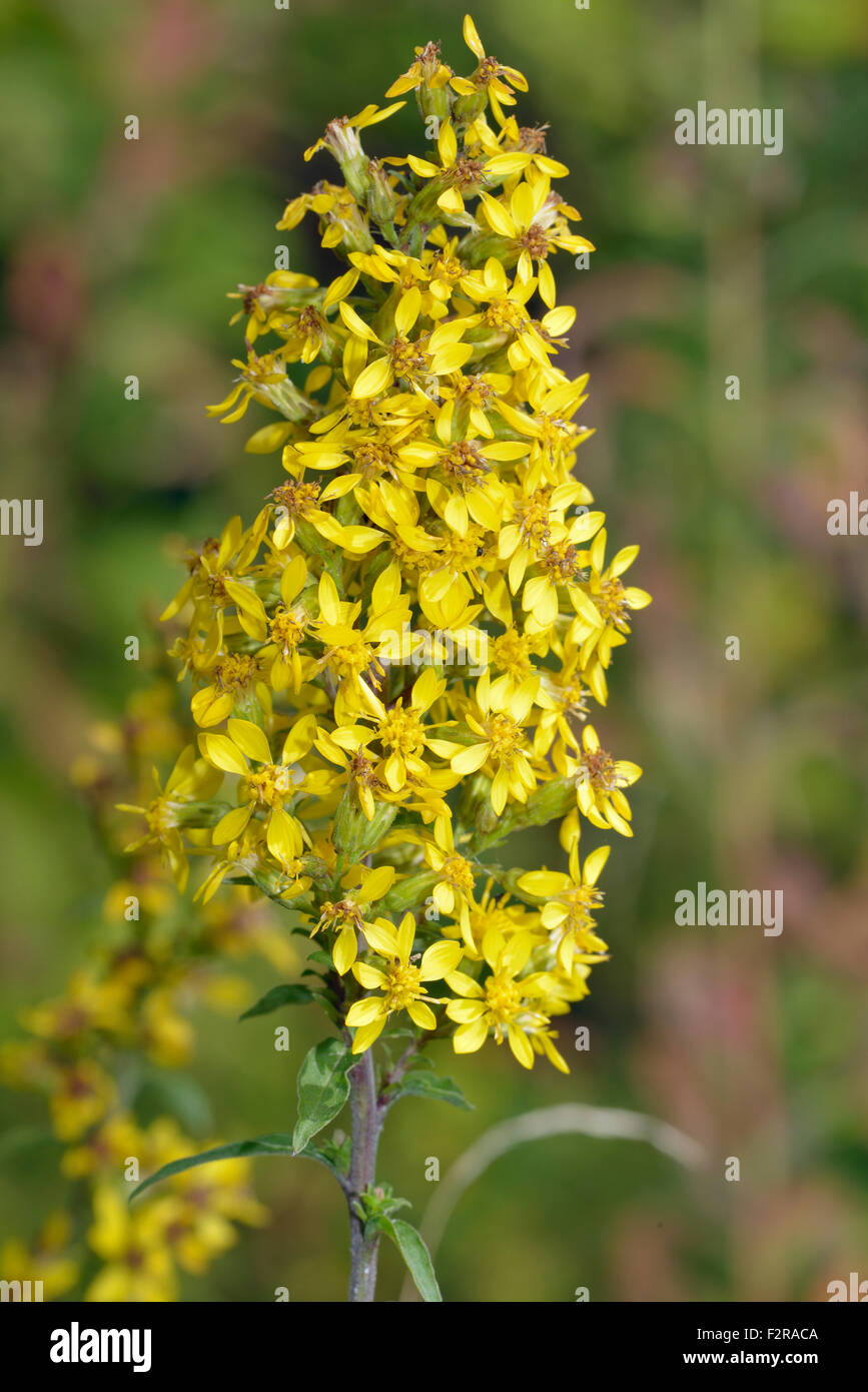 Goldenrod - Solidago virgaurea Yellow flower of rocky grasslang Stock Photo