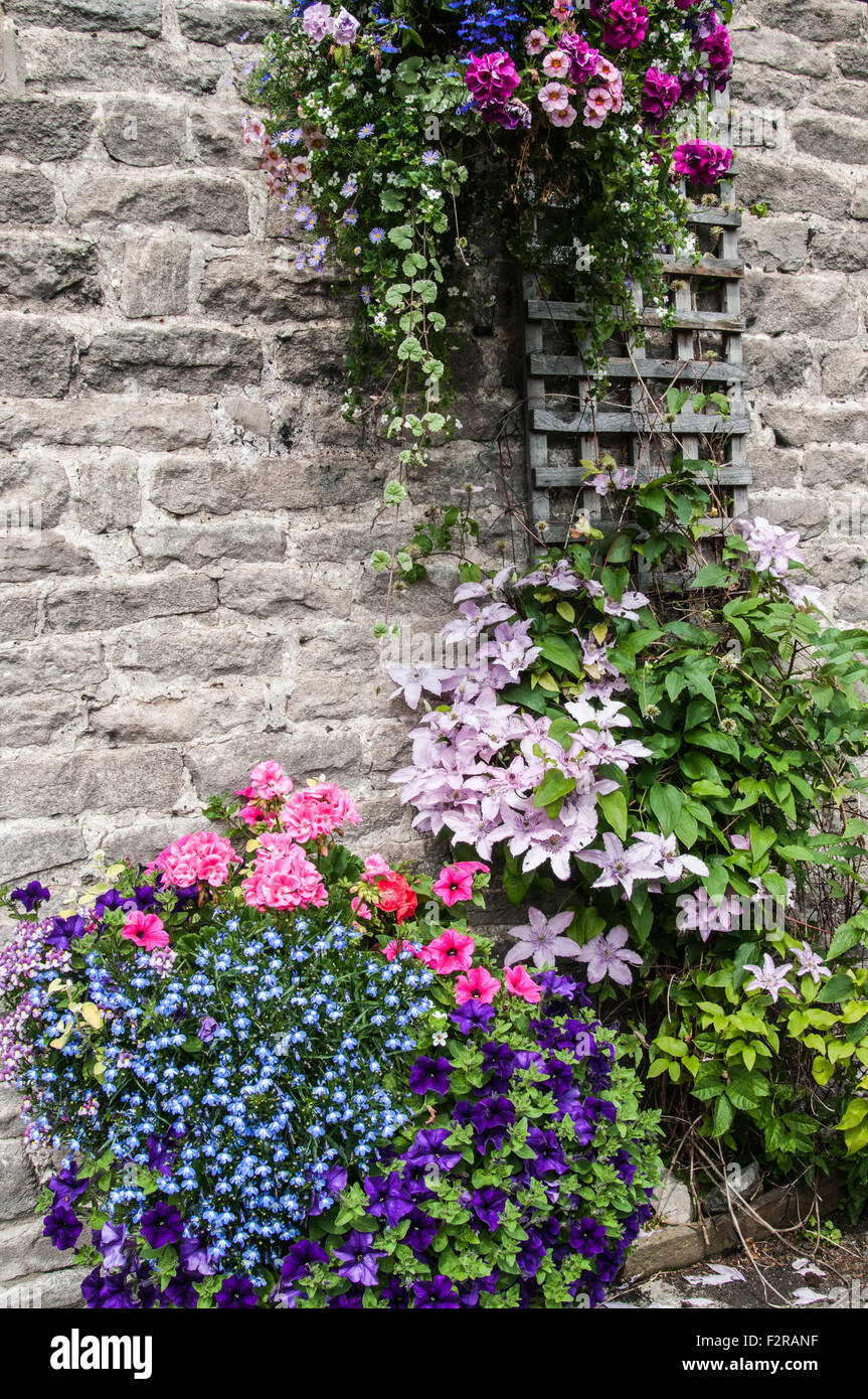 Climbing plants growing up wall hi-res stock photography and images - Alamy