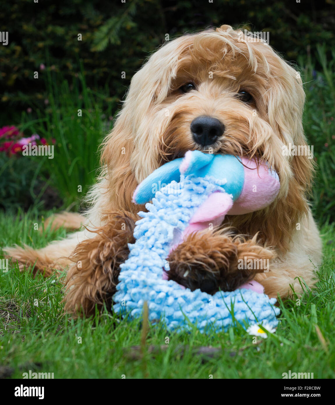 Cute dog chewing a toy Stock Photo