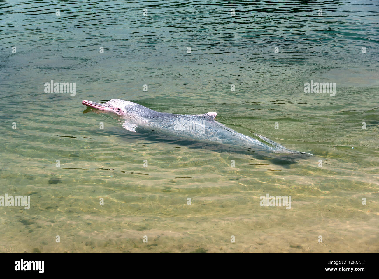 very rare pink dolphin in Singapore protection area Stock Photo