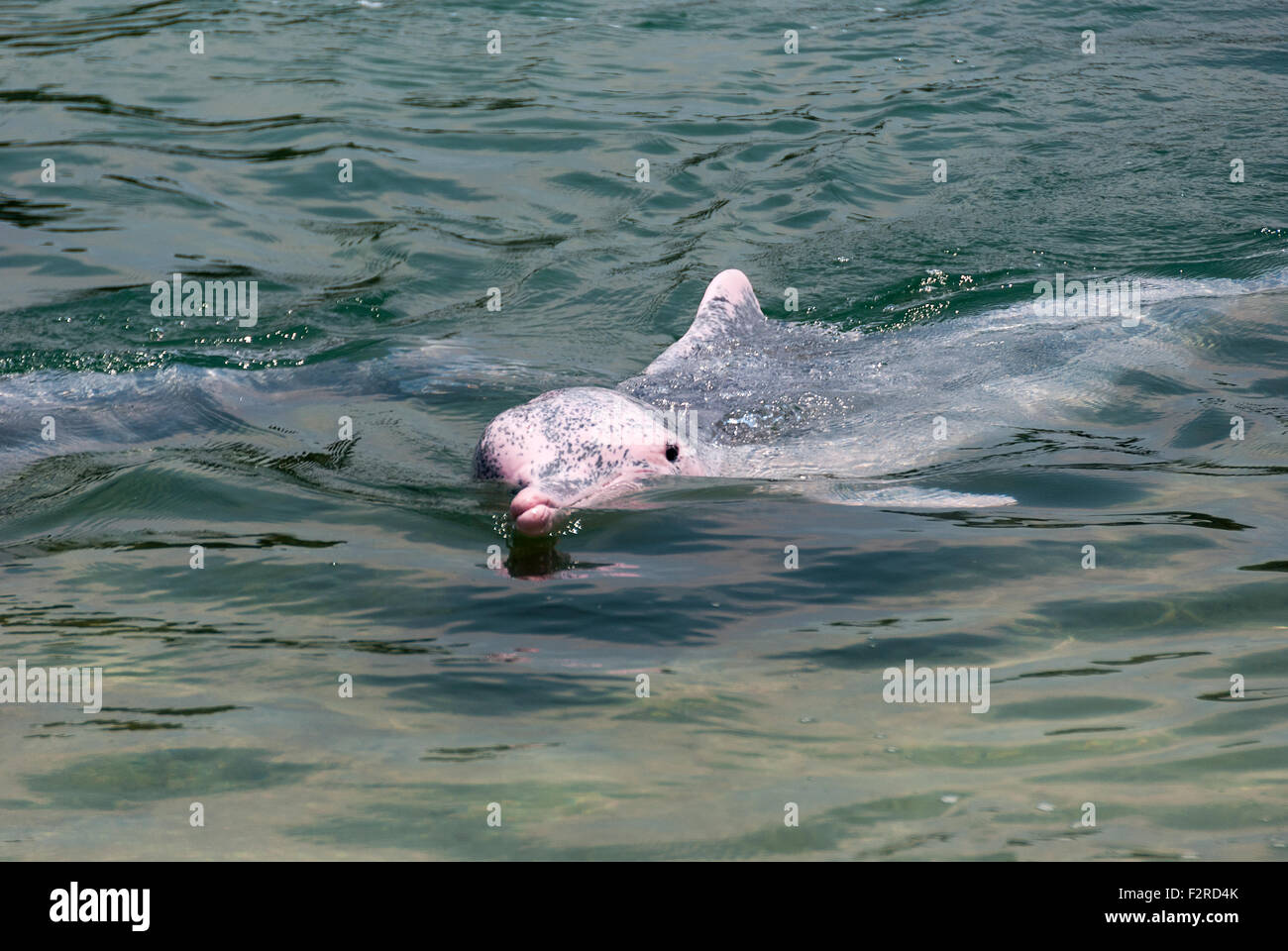 very rare pink dolphin in Singapore protection area Stock Photo