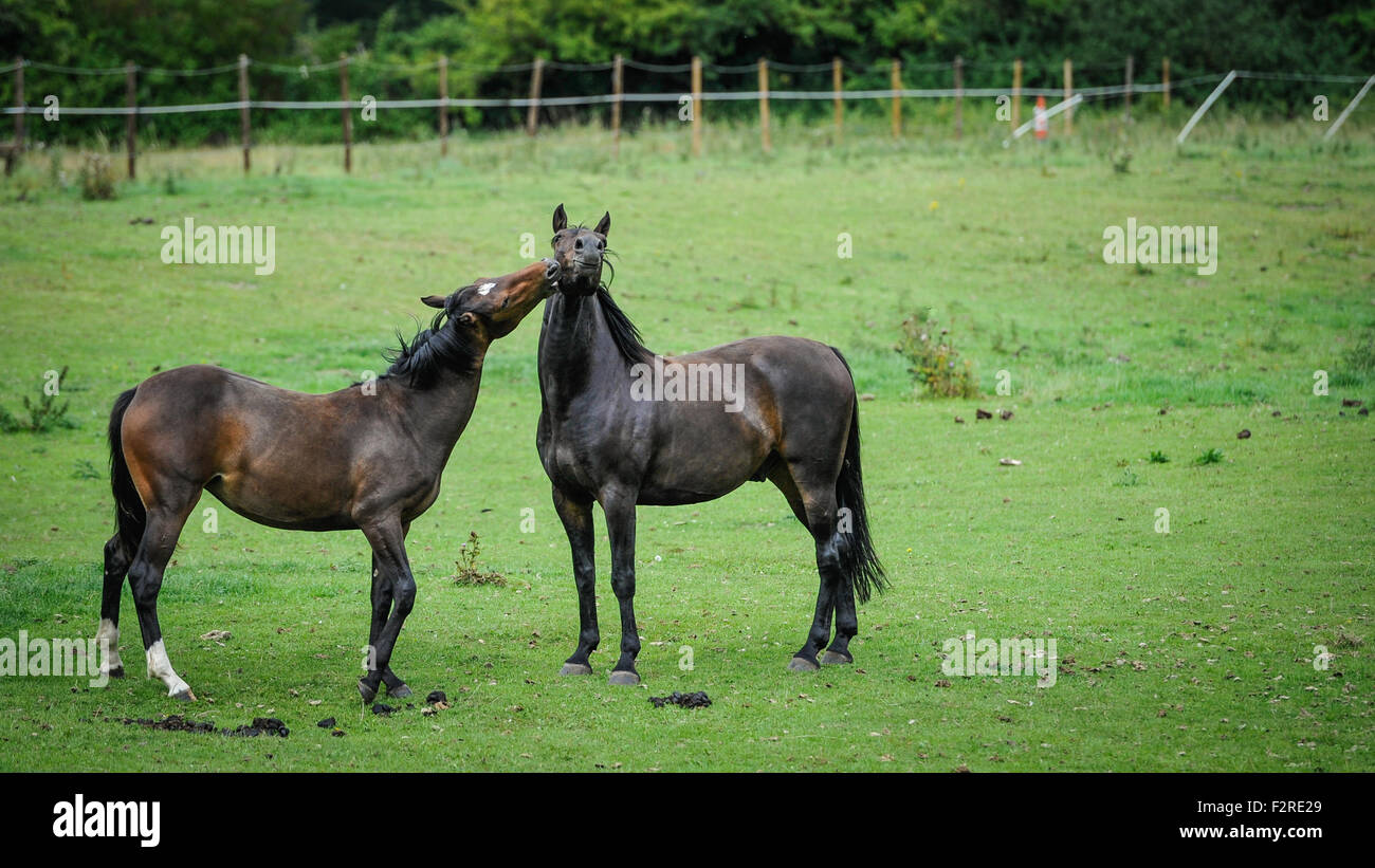 Stallion Behaviour High Resolution Stock Photography and Images Alamy