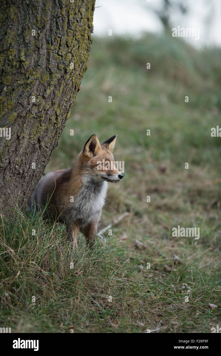 Red Fox / Rotfuchs ( Vulpes vulpes ) sits next to a tree in grass looking attentively afar. Stock Photo