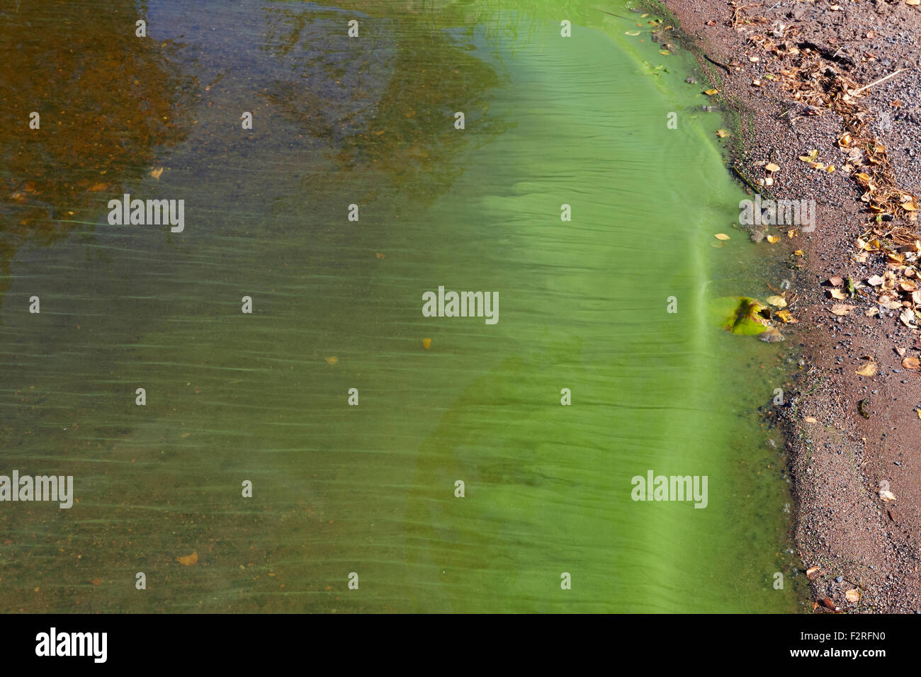 Cyanobacteria on lake, Finland Stock Photo