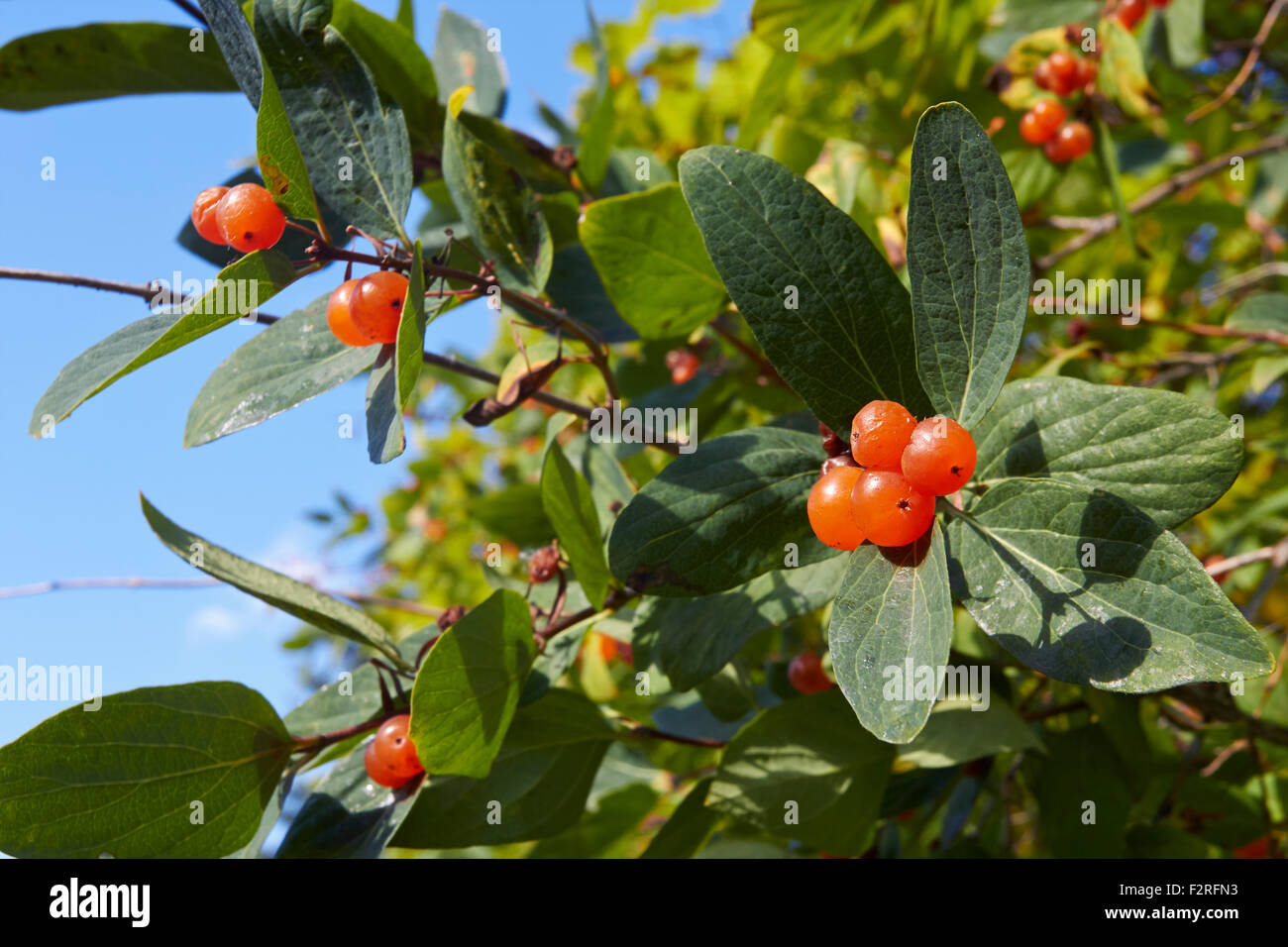 Tatarian honeysuckle berries, Finland Stock Photo