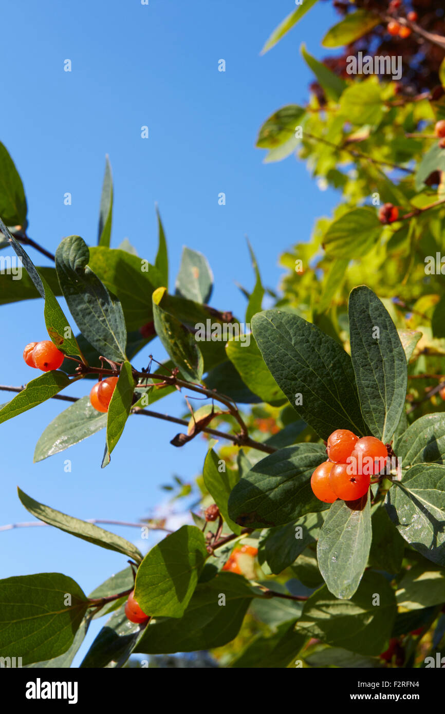 Tatarian honeysuckle berries, Finland Stock Photo