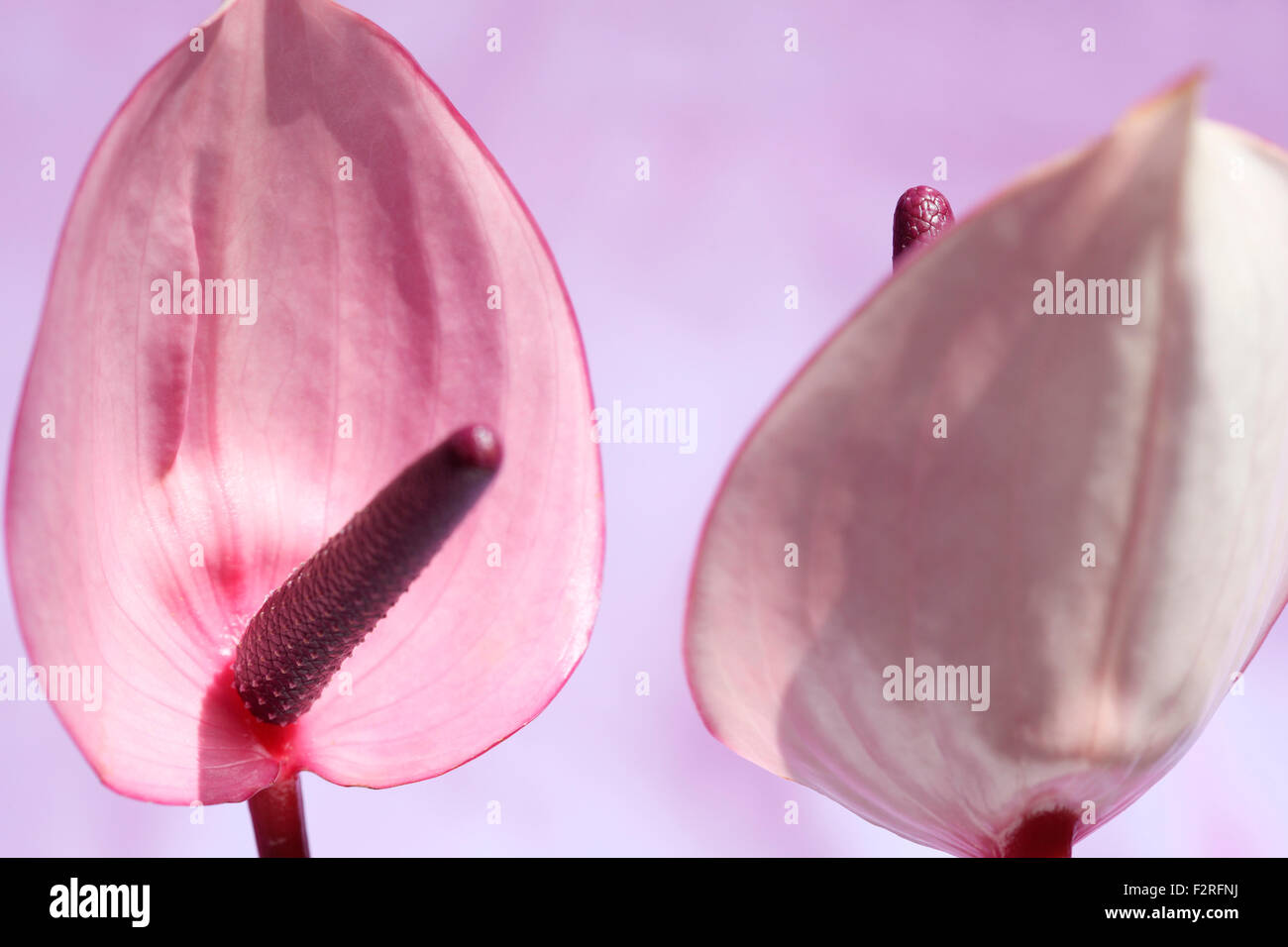 pink anthurium, open, heart-shaped flowers, represent hospitality Jane Ann Butler Photography JABP1398 Stock Photo