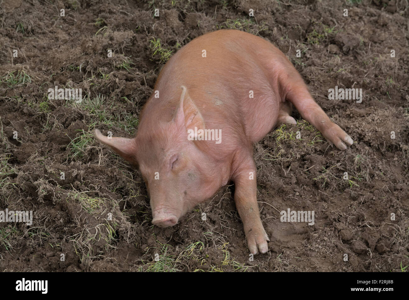 Heligan, Cornwall, UK. 23rd September 2015. Cute Tamworth pigs sleeping outside at the Lost Gardens of Heligan tourist attraction in Cornwall. Credit:  Simon Maycock/Alamy Live News Stock Photo