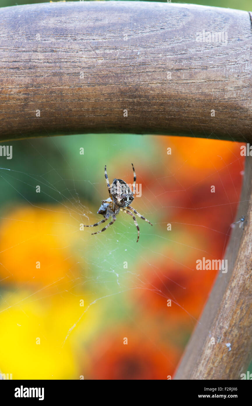 Araneus diadematus. Common orb weaver spider on a web in a wooden garden fork handle Stock Photo