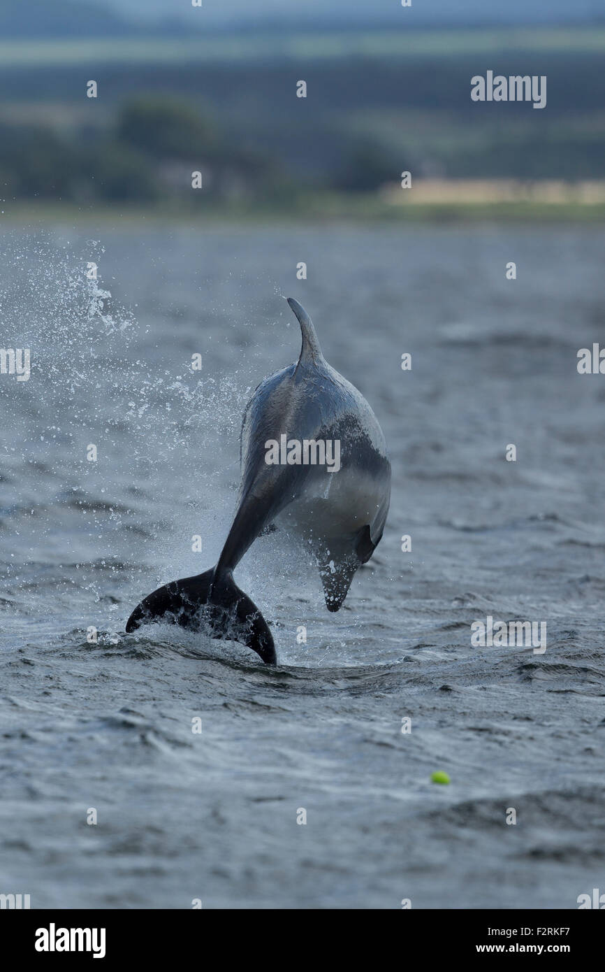 Bottlenose Dolphin leaping in the Moray Firth Stock Photo - Alamy