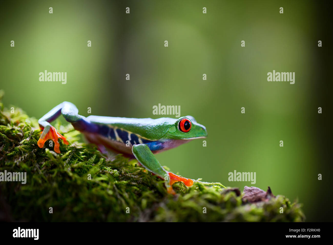 red eyed tree frog a tropical treefrog from the rain forest of Costa Rica Panama and Nicaragua. A beautiful exotic amphibian Stock Photo