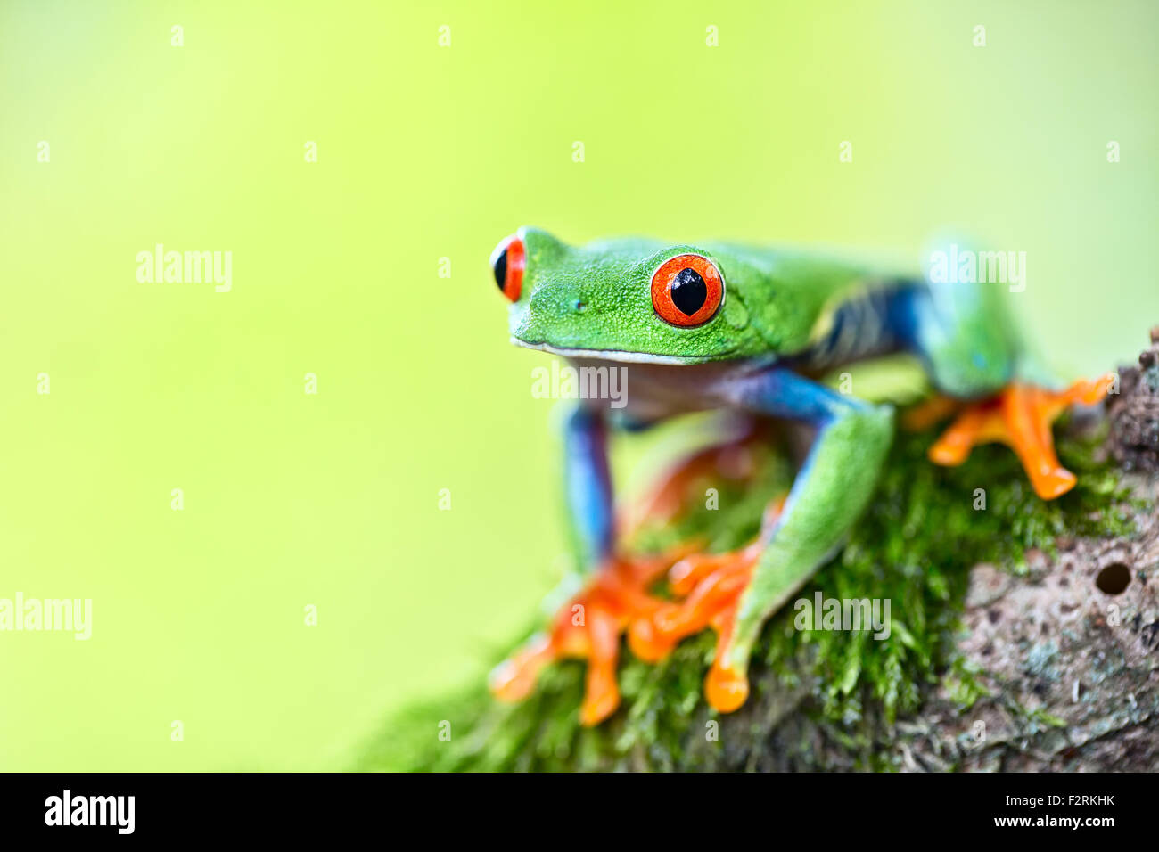 red eyed tree frog a tropical treefrog from the rain forest of Costa Rica Panama and Nicaragua. A beautiful exotic amphibian Stock Photo