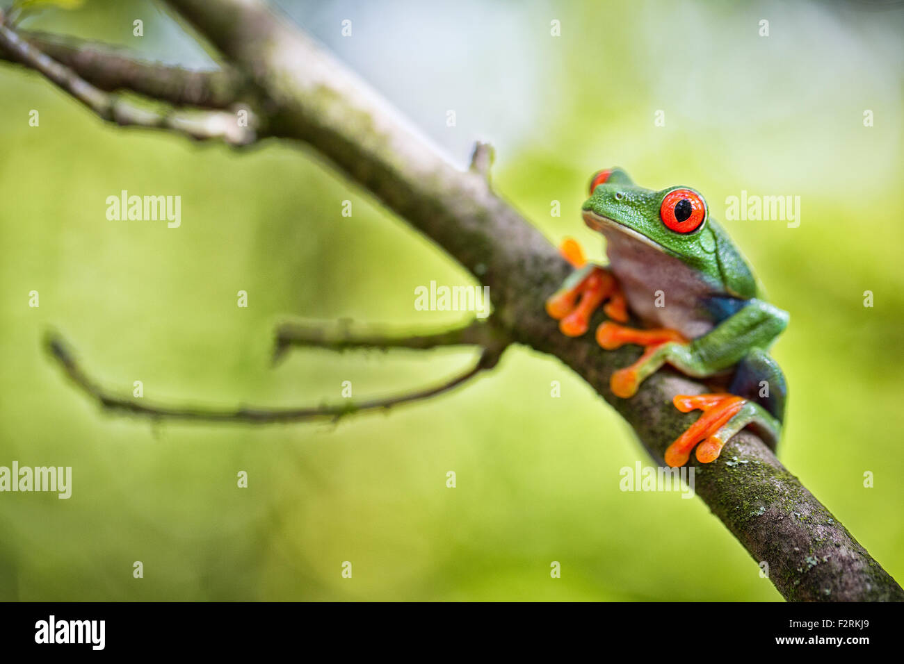 red eyed tree frog a tropical treefrog from the rain forest of Costa Rica Panama and Nicaragua. A beautiful exotic amphibian Stock Photo