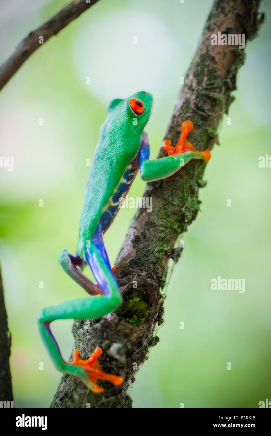 red eyed tree frog a tropical treefrog from the rain forest of Costa Rica Panama and Nicaragua. A beautiful exotic amphibian Stock Photo