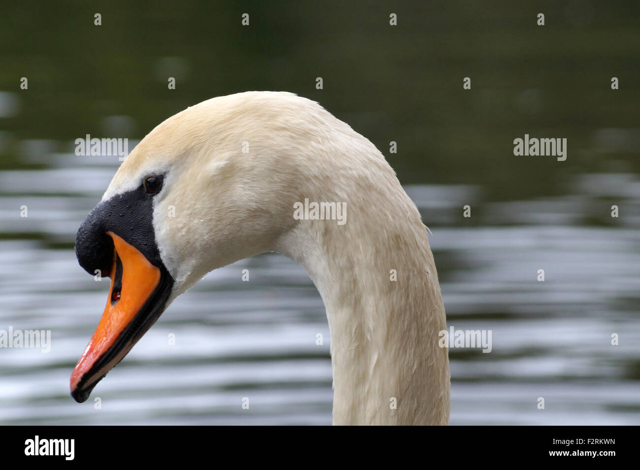 Mute Swan in a Pond, Side View Profile with beautiful orange bill appears to be looking at the camera Stock Photo