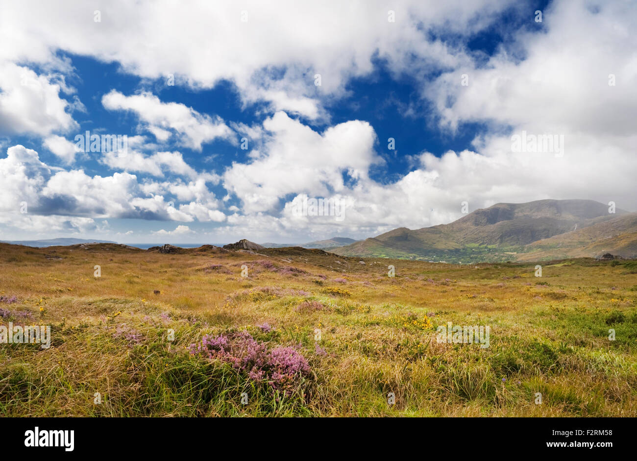 View westwards across bogland with flowering heather and western gorse towards Hungry Hill, near Adrigole, Beara, County Cork Stock Photo