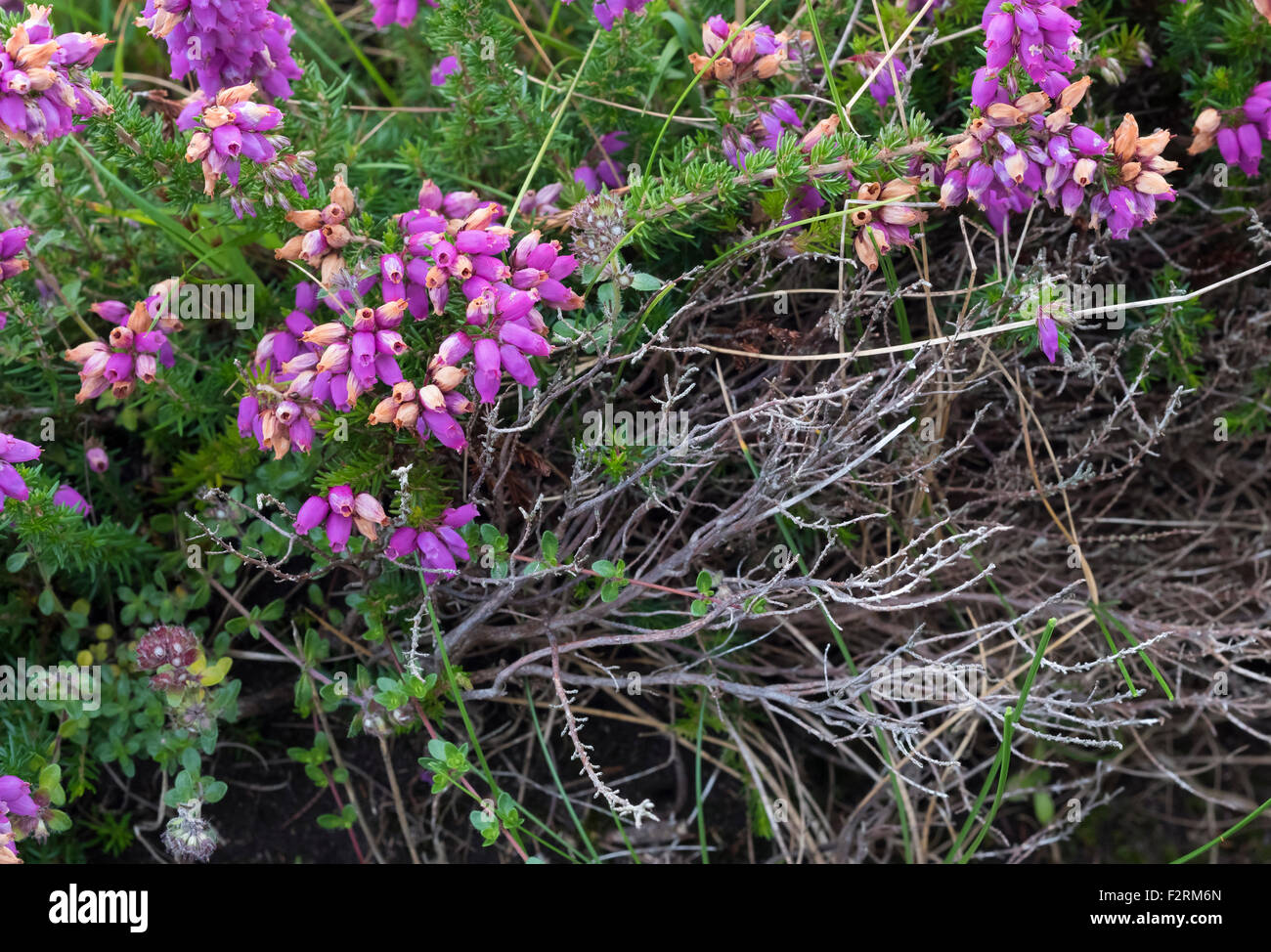 Bell heather flowering in August near Allihies, Beara, County Cork, Ireland Stock Photo