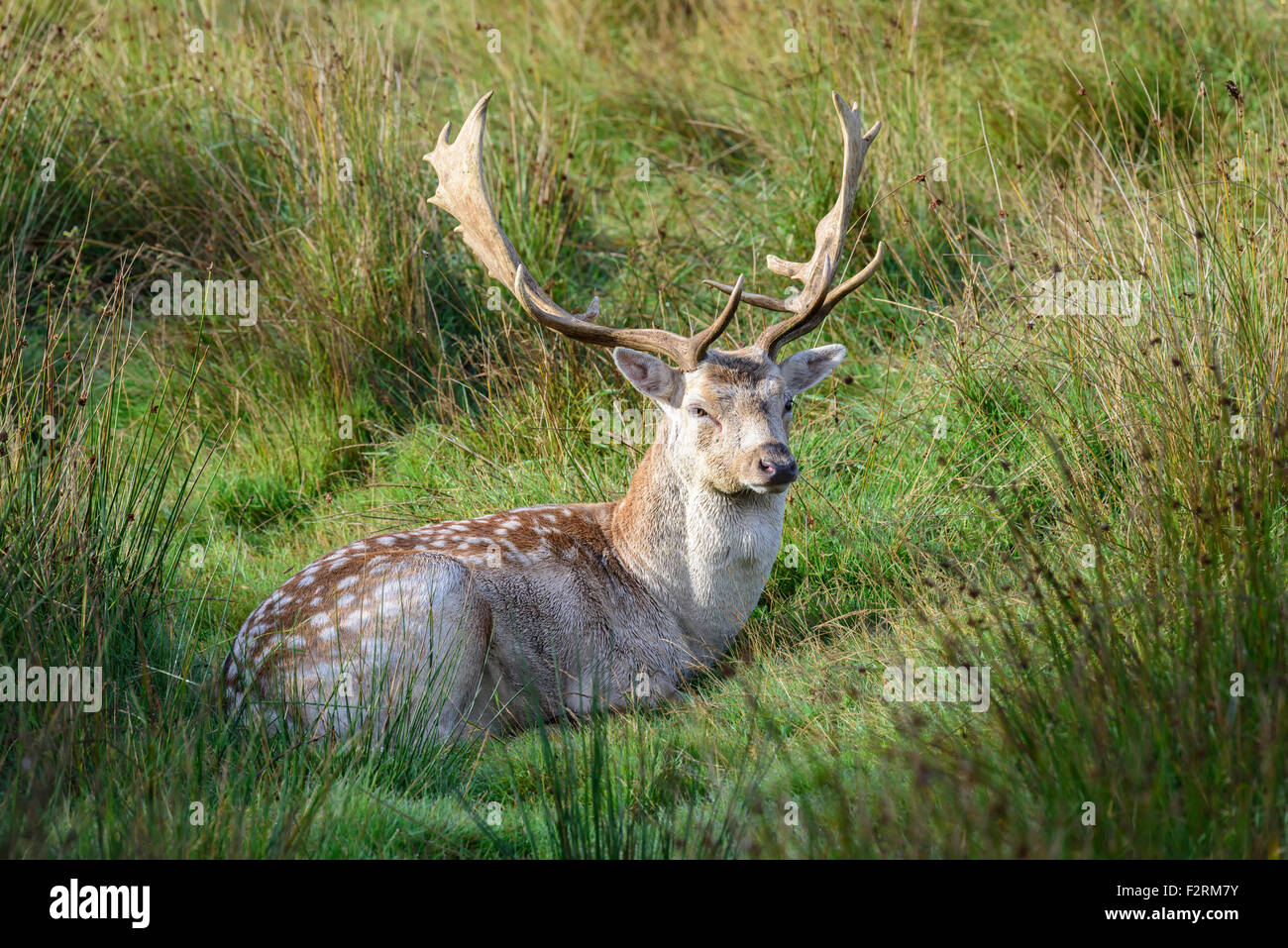 Fallow deer stag near Exeter Devon UK Stock Photo Alamy